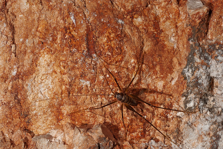 Ortottero di miniera:Dolichopoda sp.